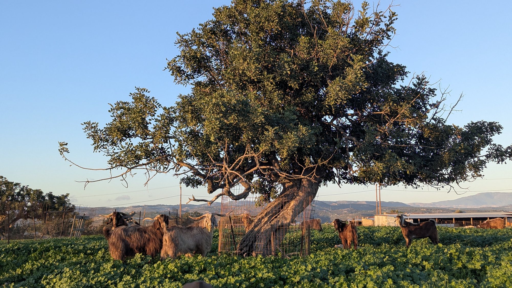 Goats under the carob