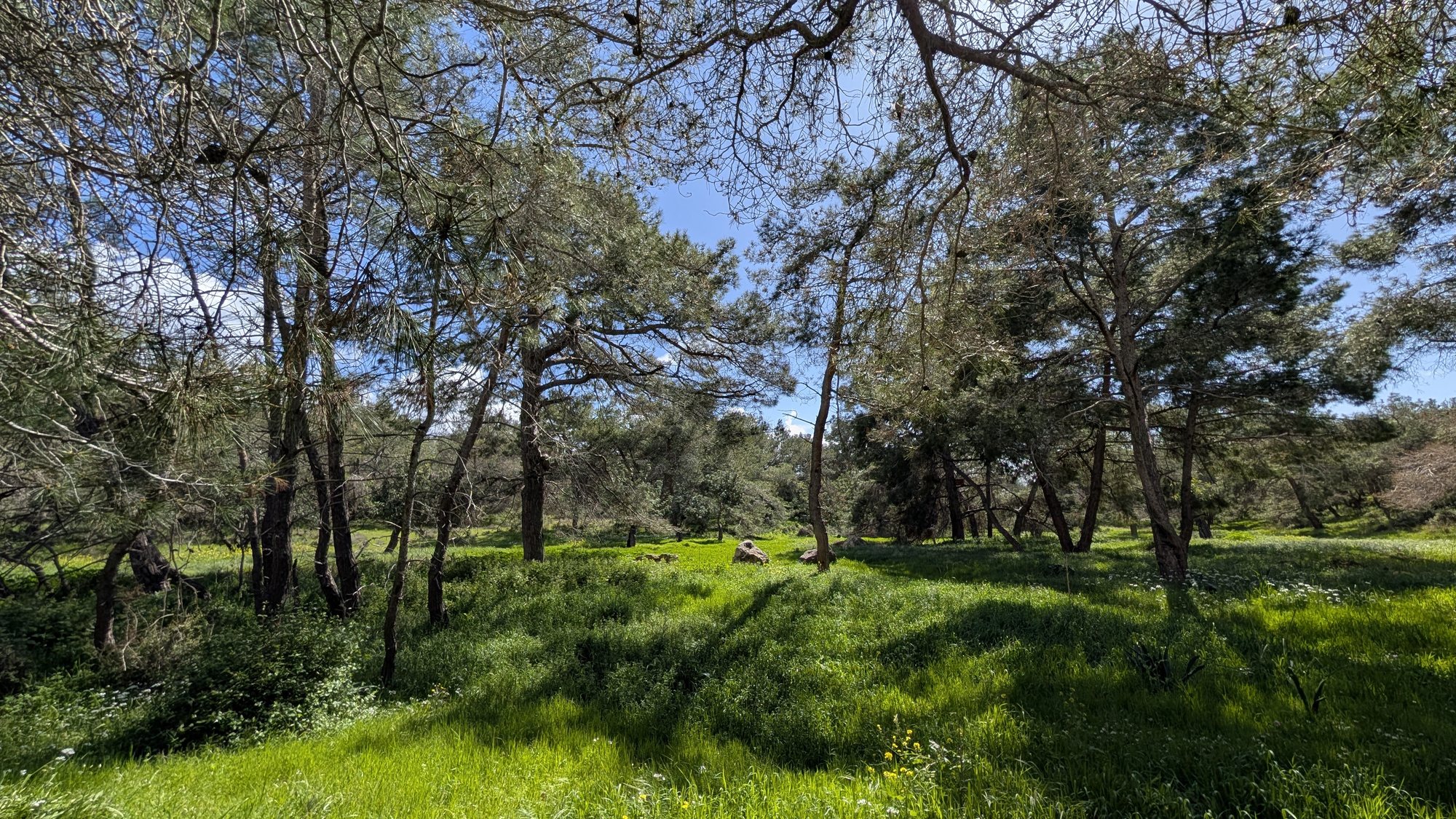 The trail in spring