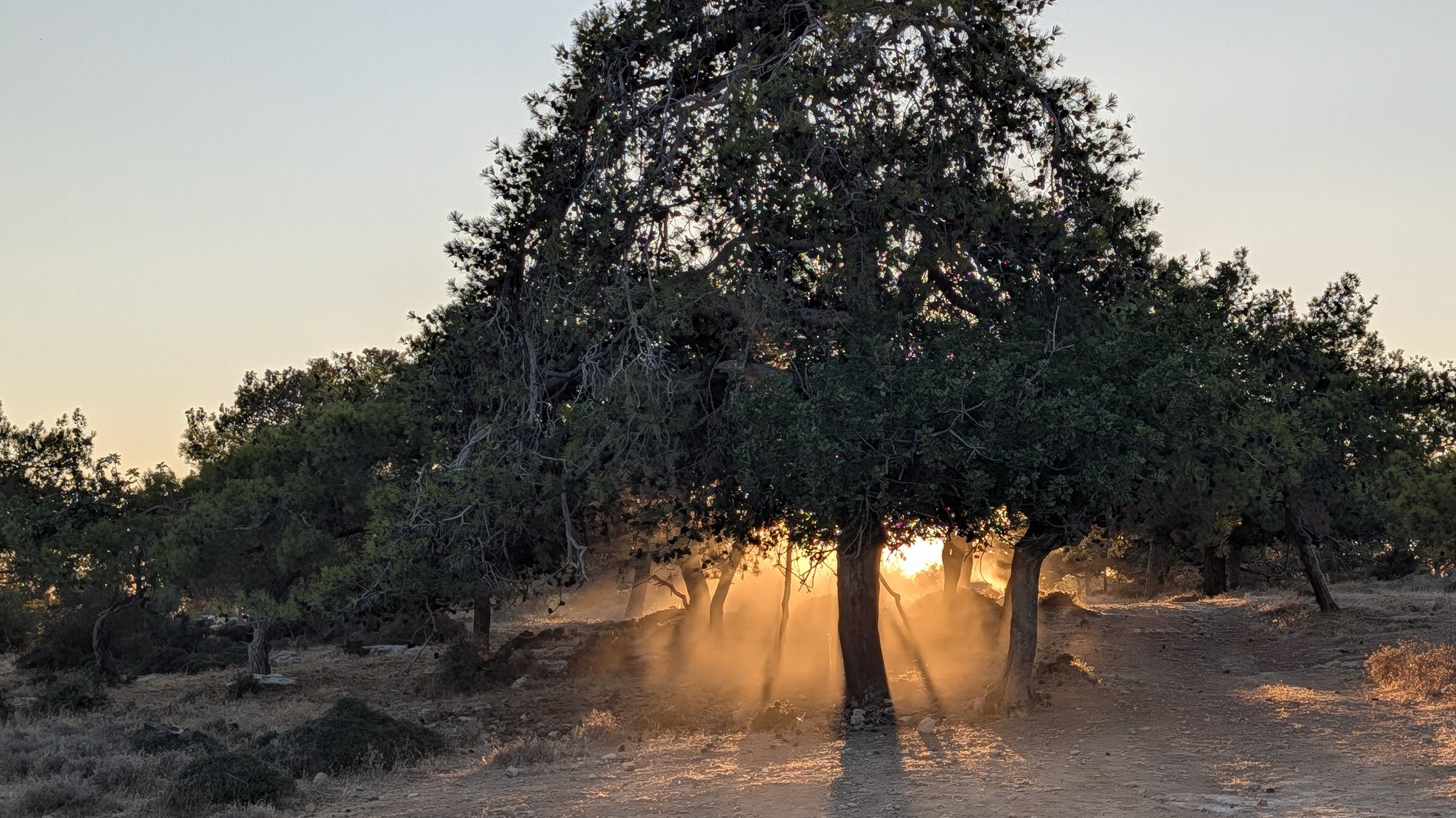 Sun through the carob