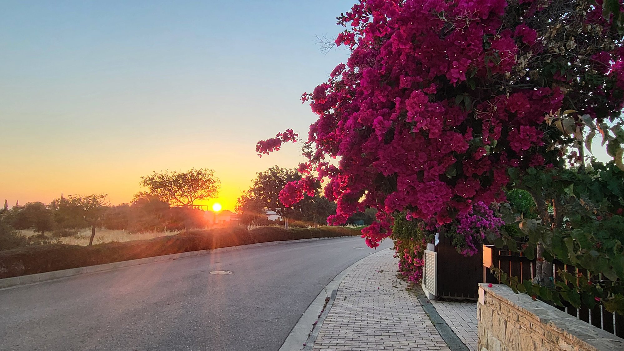 Bougainvillea at sunset
