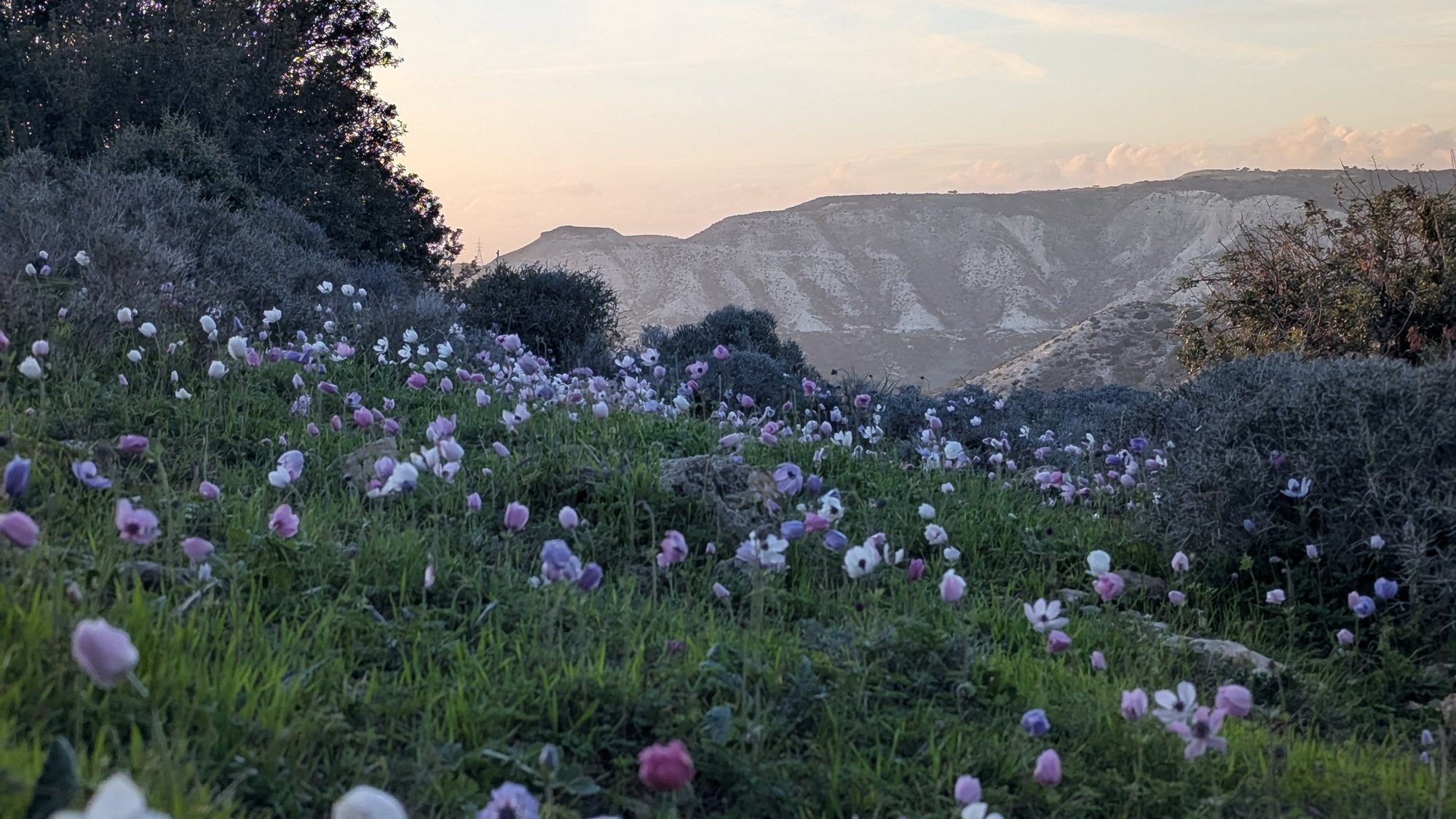 Wildflowers in spring