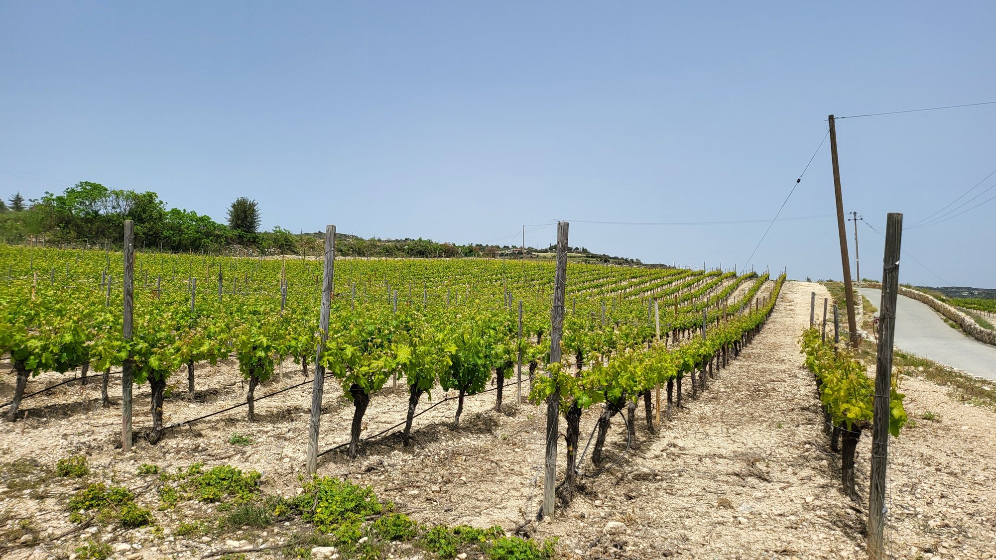 Vines in the wine villages